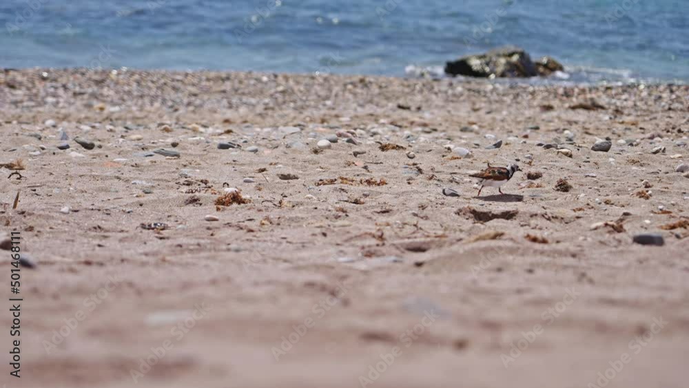 Sandpiper passing by the empty beach in slow motion Sandpiper passing by the empty beach in slow motion