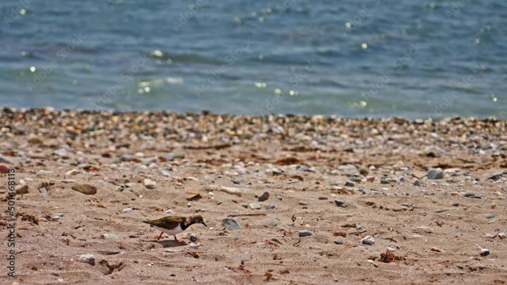 Slow motion shot of sandpiper at the beach Slow motion shot of sandpiper at the beach