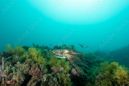 Seppia nascosta tra la vegetazione marina photo