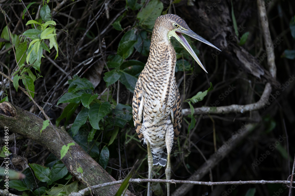 Fototapeta premium Aves de costa rica en su entorno natural en libertad
