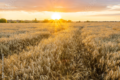 Amazing view at beautiful summer golden wheaten field with beautiful sunny sky on background, rows leading far away, valley landscape