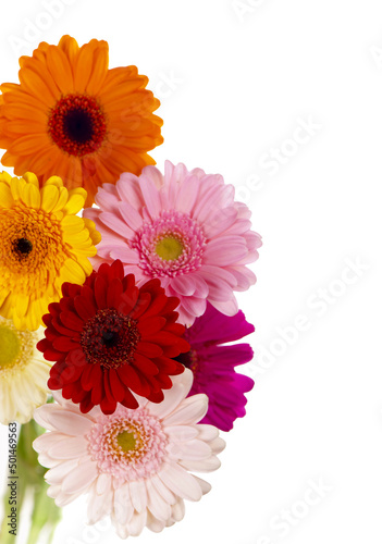 Daisy flower gerbera bouquet isolated. Colourful Gerbera daisies on a sparkly pastel background