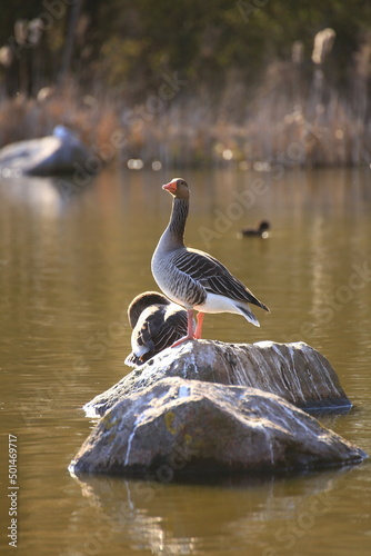 Greylag goose (Anser anser) standing on a rock