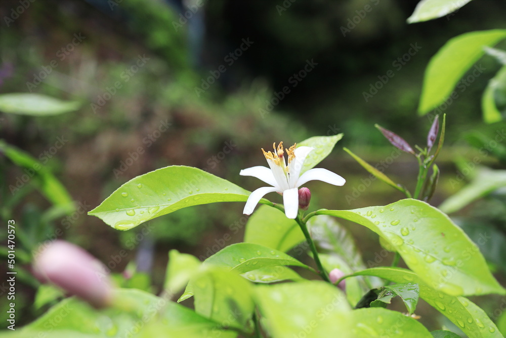 Obraz premium レモンの蕾と花びら