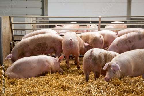 Tableau sur toile Artgerechte Schweinehaltung mit Haltung in stabilen Stallgruppen, Tageslichteinf