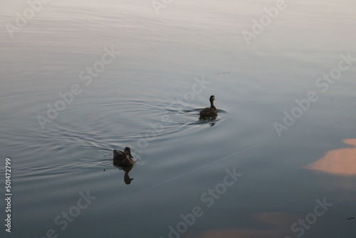 ducks in the lake