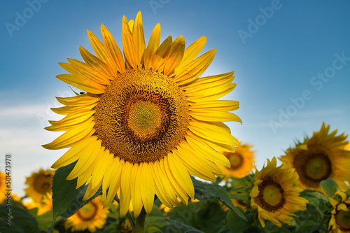 Single yellow sunflower against a agricultural field