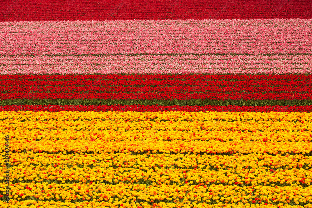 Field, Tulips, colorful background