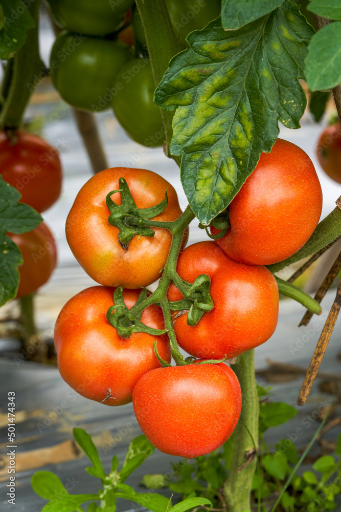 Close-up of fresh tomatoes grown in a rural field