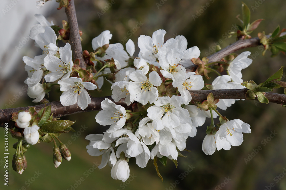 Flowering branch of a cherry tree.