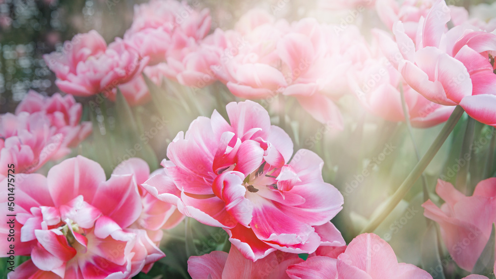 Delicate pink tulips in the garden on a natural green background. Ideal for greeting festive postcard. Delicate pink tulips in the garden on a natural green background. Ideal for greeting festive postcard.