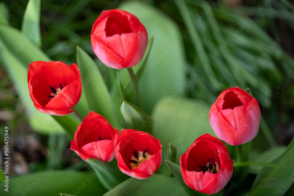 Fototapeta premium rote Tulpen