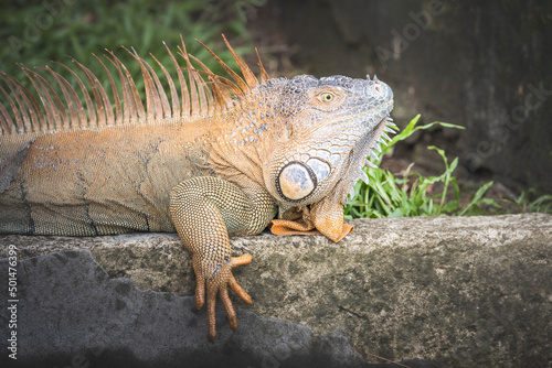 Iguana en libertad en su entorno natural