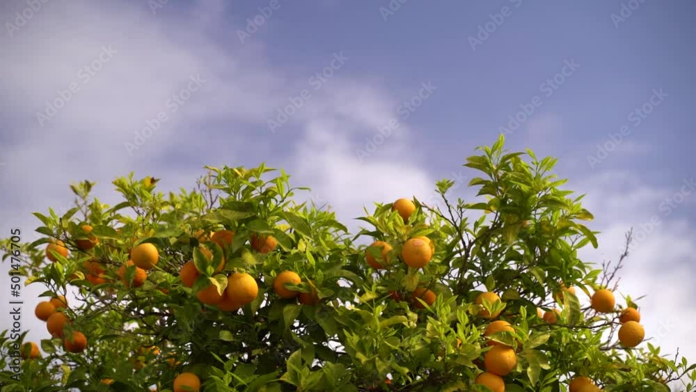 Orange trees against blue sky with few clouds Orange trees against blue sky with few clouds