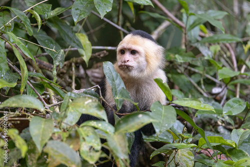 Mono en libertad en su entorno natural selv  tico.