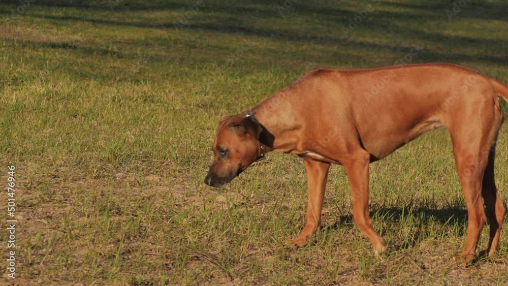 The dog runs by the river. The Weimaran is happy to run and play The dog runs by the river. The Weimaran is happy to run and play