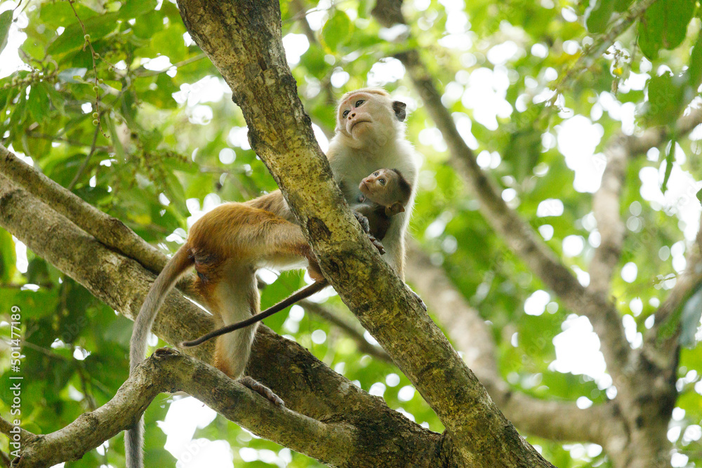 mother monkey holding. baby monkey on a tree mother monkey holding. baby monkey on a tree