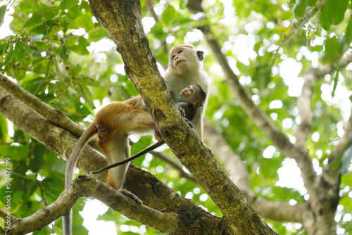 mother monkey holding. baby monkey on a tree © radudumitrescu