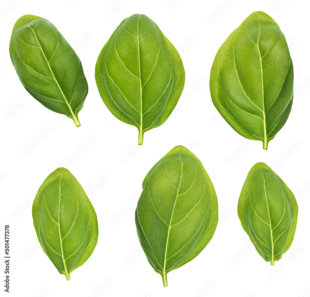 Basil leaves