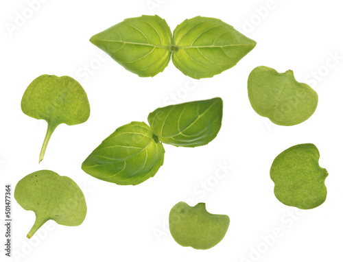 Basil leaves