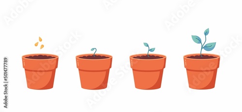 Growing plant stages. Seeds  sprout and grown plant. House plant in flower pot. Vector illustration of plant with leaves in pot. Growing process.