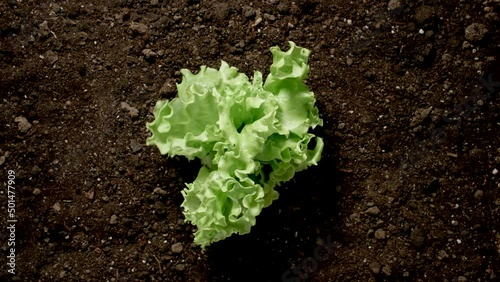 TIME-LAPSE: Lettuce bush quickly grows out of the ground.Top View