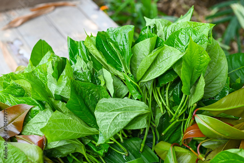 Betel leaf, fresh green leaves Wild Betel Leafbush - betel leaf for herbs and cooking food in Thailand, Piper sarmentosum Roxb photo