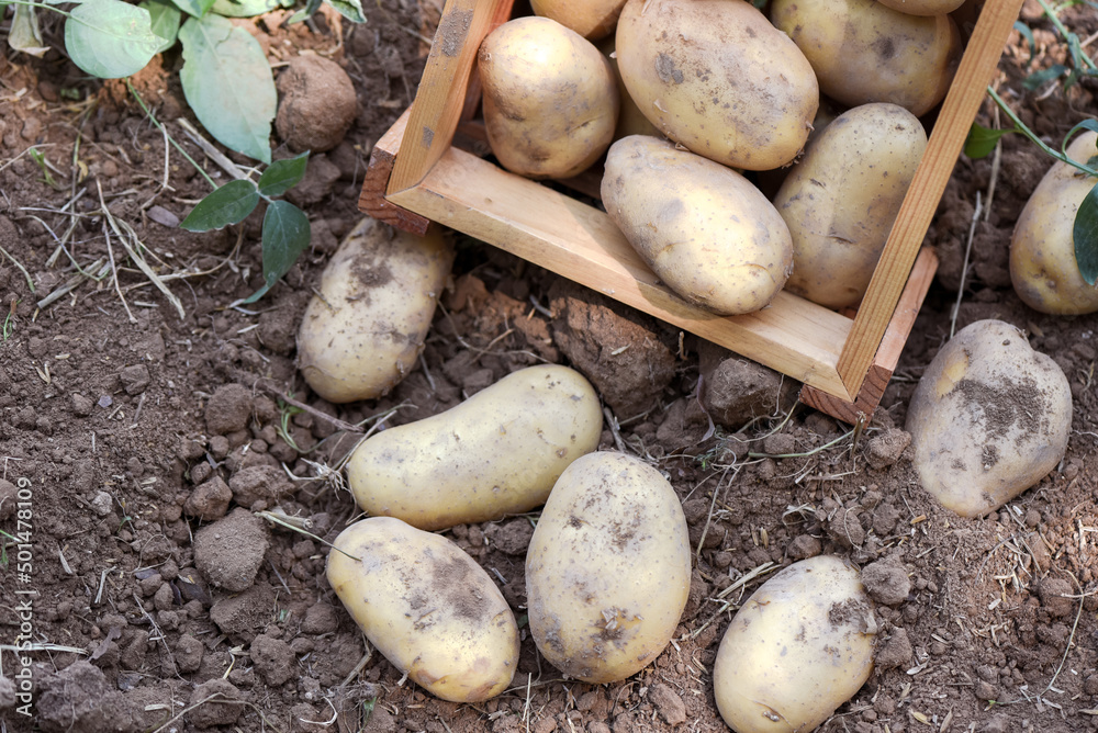 Fresh potato plant, harvest of ripe potatoes in wooden box agricultural products from potato field Fresh potato plant, harvest of ripe potatoes in wooden box agricultural products from potato field