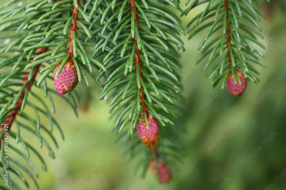 Close-up of Pine or Spruce tree branches with fresh new pink cone buds in springtime
