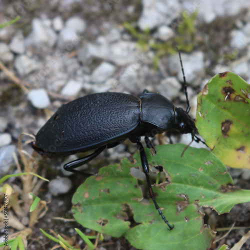 Close-up of big black beetle Coleoptera on a green leaf in nature