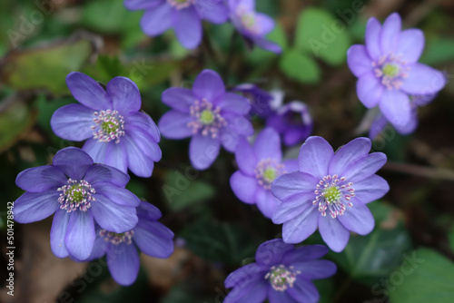 Close-up of Anemone hepatica purple flowers in to the forest on springtime. Hepatica nobilis in bloom