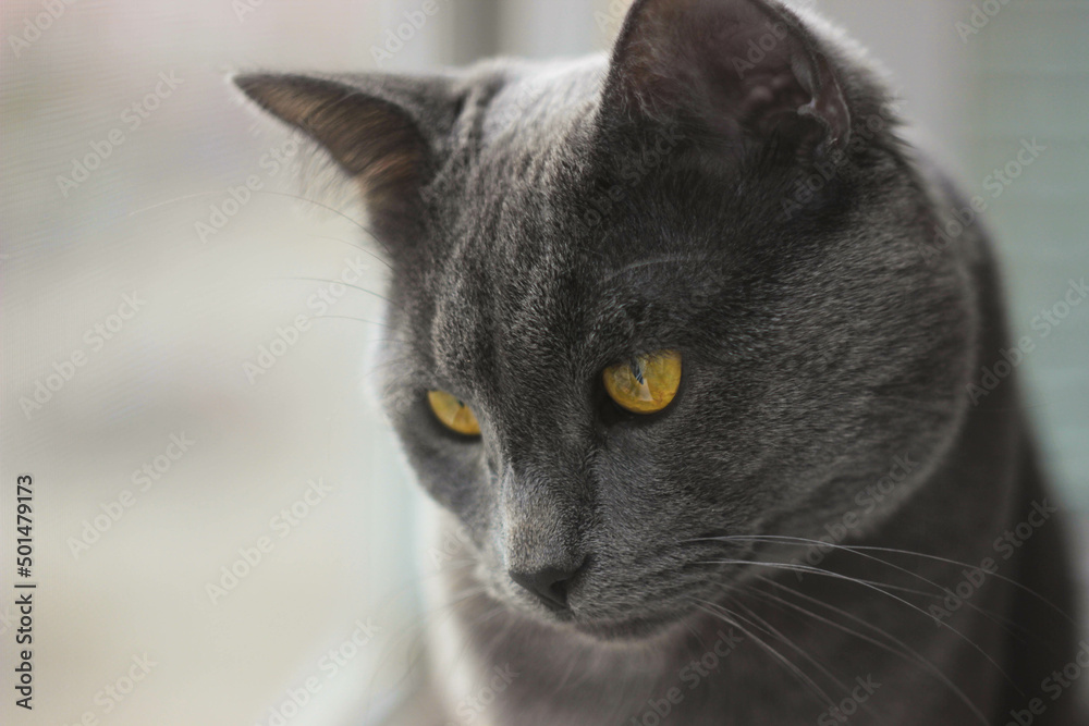 blue gray cat looks at the floor sitting on the windowsill