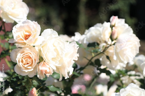 華やかな白い薔薇 © pote