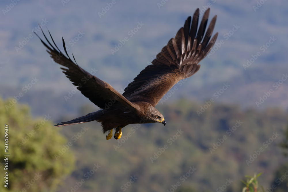 Obraz premium Black kite (Milvus migrans)