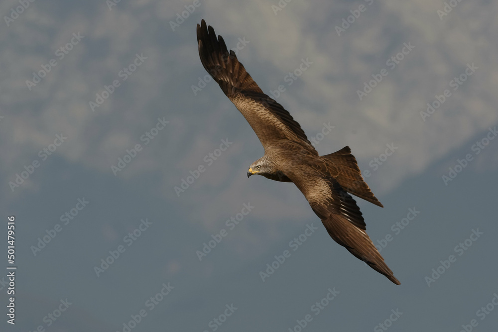 Obraz premium Black kite (Milvus migrans)