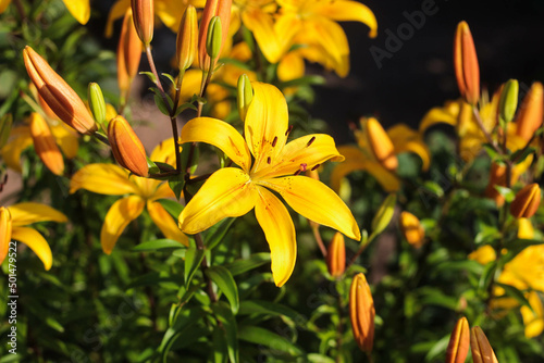 
bright colored yellow lilies on a sunny evening in a flower bed near the house
