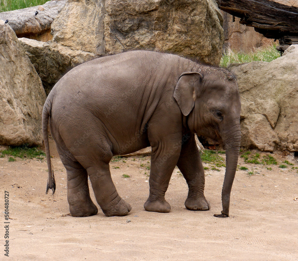 Baby indian elephant image. Photo with the asian elephant calf.	