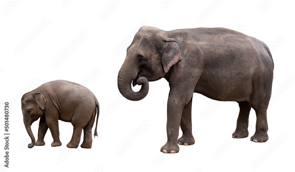 Indian elephant with baby isolated picture. Photo with the asian elephant family.	
