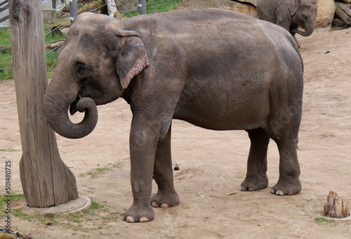 Indian elephant in the zoo. Photo with the asian elephant. 