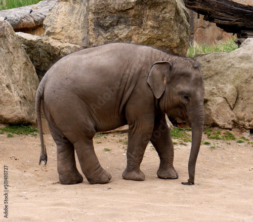 Baby indian elephant image. Photo with the asian elephant calf. 