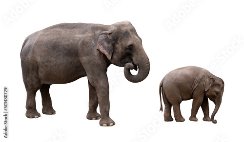 Indian elephant with baby isolated picture. Photo with the asian elephant family. © Lunstream
