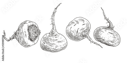 Hand drawn maca. Superfood. View from different angles. Vector illustration isolated on white background.