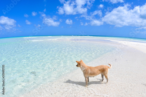 きれいな海を眺める犬