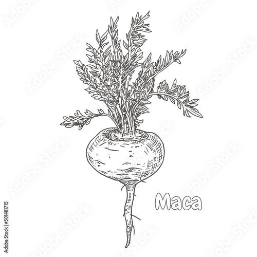 Hand drawn maca with leaves. Superfood. Vector illustration isolated on white background. photo