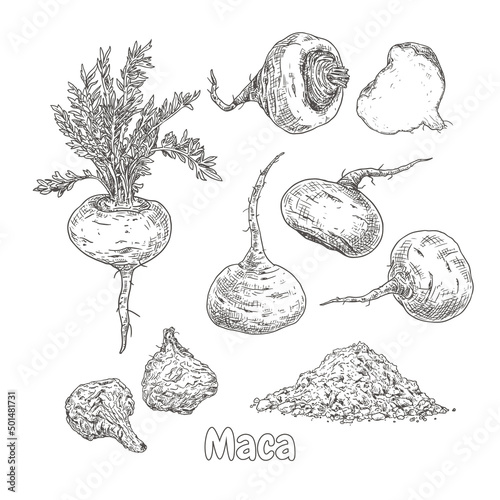Hand drawn maca. Set sketches with maca plant, dried maca, powder, whole and cut in half. Superfood. Vector illustration isolated on white background. photo