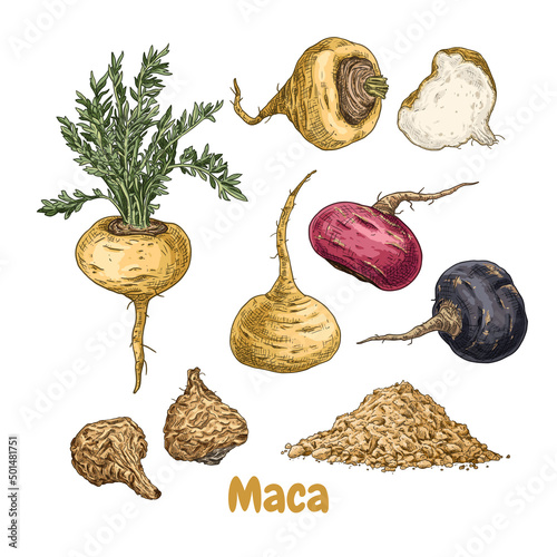 Hand drawn maca. Set sketches with maca plant, dried maca, powder, whole and cut in half. Superfood. Vector illustration isolated on white background.