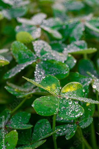 Dew on the clovers at sunset