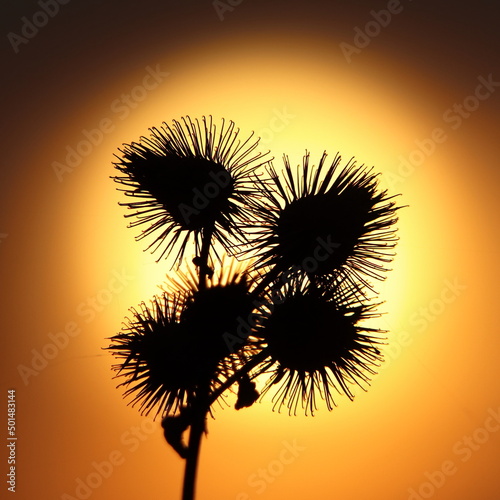 flowers of dead thistle in the backlight of the setting sun