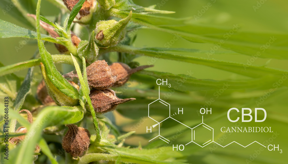 Ripe cannabis seeds for CBD oil and hemp seed oil extract Ripe cannabis seeds for CBD oil and hemp seed oil extract
