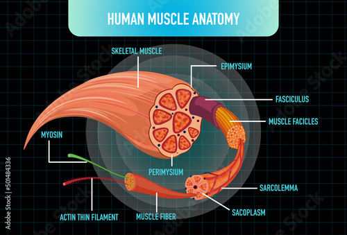 Human muscle anatomy structure